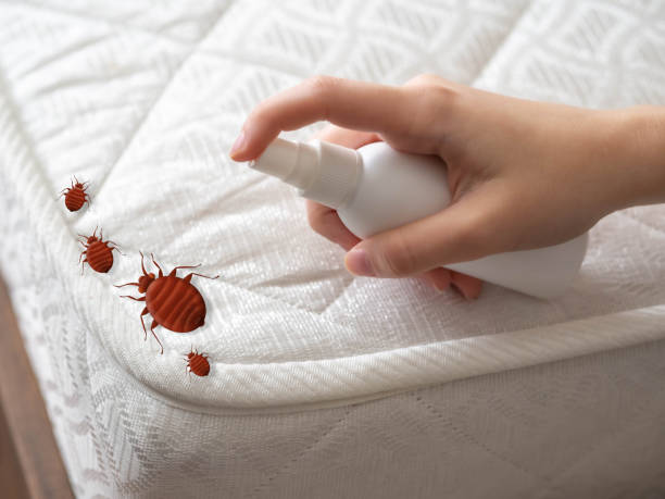 Best Insect Control  in West Bay Shore, NY